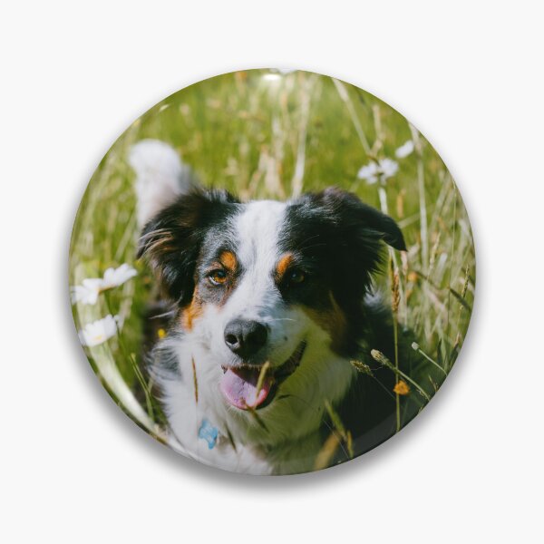 Artikelvorschau, Lächelnder dreifarbiger Australian Shepherd auf der Wiese entworfen und verkauft von VanGaldo.