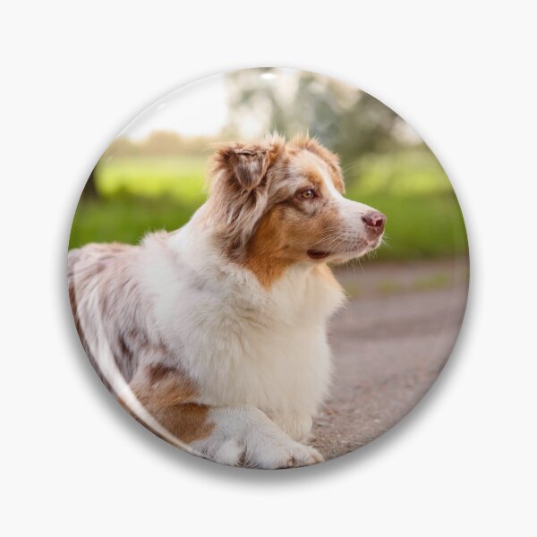 Artikelvorschau, Niedlicher Australian Shepherd liegt auf dem Weg entworfen und verkauft von VanGaldo.