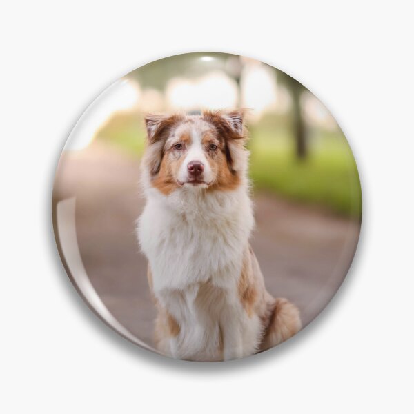 Artikelvorschau, Ein süßer Australian Shepherd sitzt auf dem Weg entworfen und verkauft von VanGaldo.
