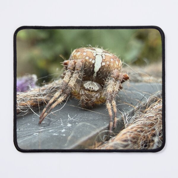 Item preview, The Cross Spider, Close-up Encounter designed and sold by Astute-Artio-Photography.