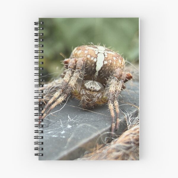 Item preview, The Cross Spider, Close-up Encounter designed and sold by Astute-Artio-Photography.