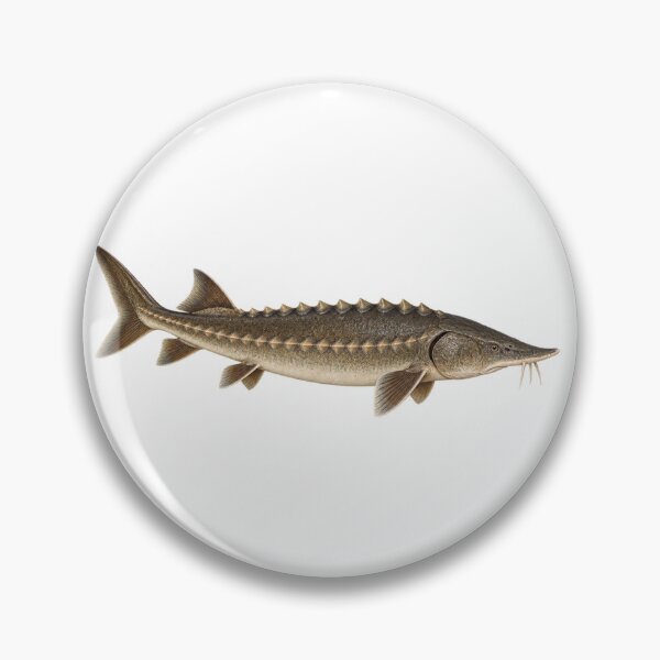 Item preview, Lake sturgeon  designed and sold by FriendlyManitoba.