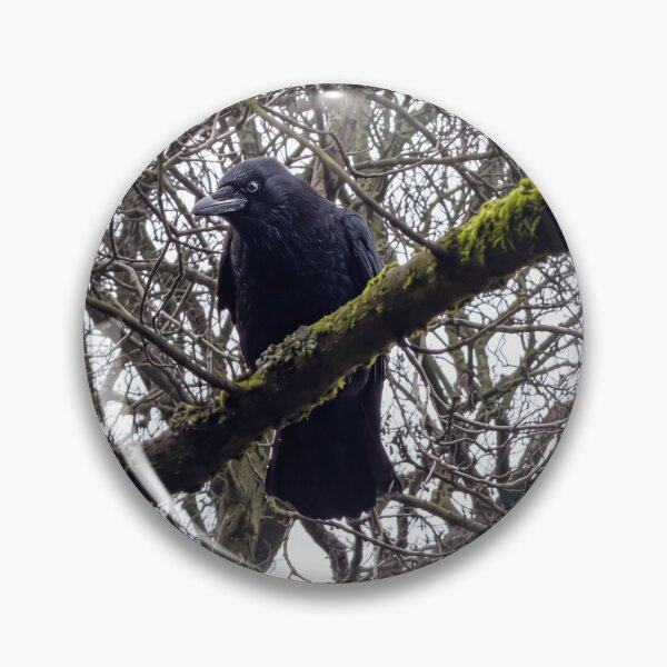 Item preview, El cuervo vigilante designed and sold by Astute-Artio-Photography.