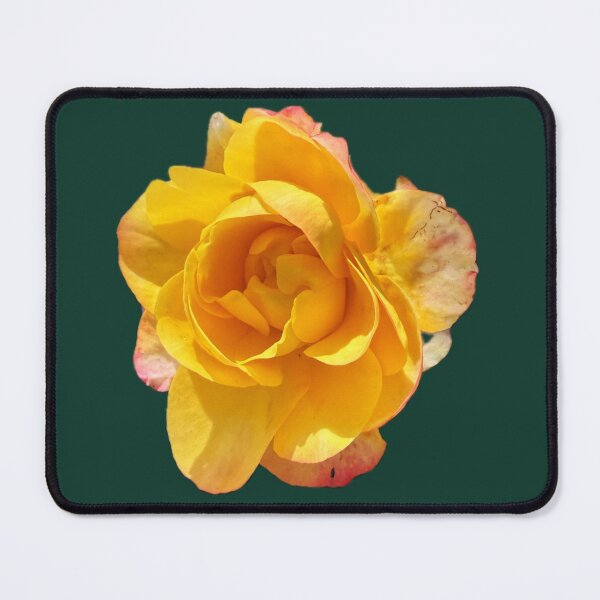 Item preview, Golden Yellow Rose Bloom - Isolated Coral Pink Tipped Rose designed and sold by BalkanBloomArt.