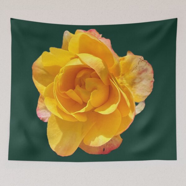 Item preview, Golden Yellow Rose Bloom - Isolated Coral Pink Tipped Rose designed and sold by BalkanBloomArt.