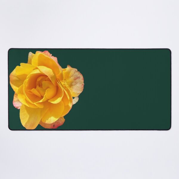 Item preview, Golden Yellow Rose Bloom - Isolated Coral Pink Tipped Rose designed and sold by BalkanBloomArt.