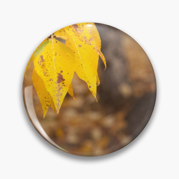 Item preview, Close up of Golden Autumn Leaves designed and sold by jklune.