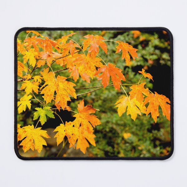 Item preview, Vibrant Autumn Maple Leaves designed and sold by jklune.