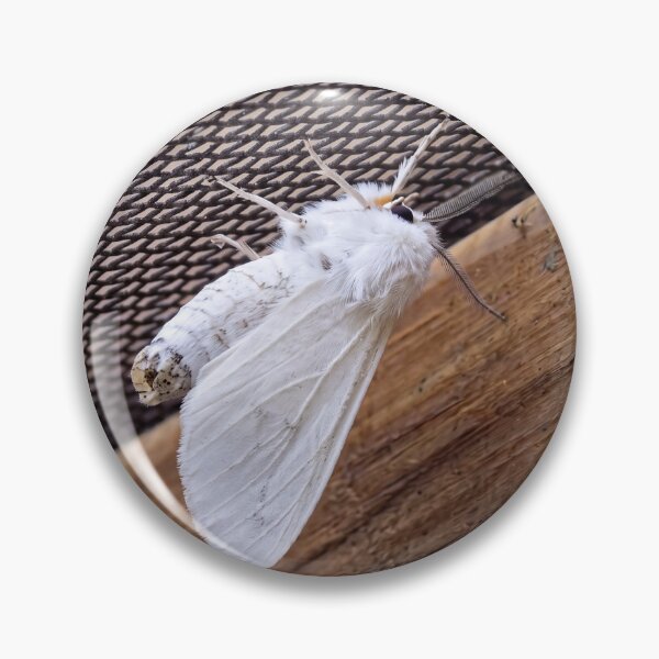 Item preview, Fall Webworm Moth, Nature's Delicate Beauty designed and sold by Astute-Artio-Photography.