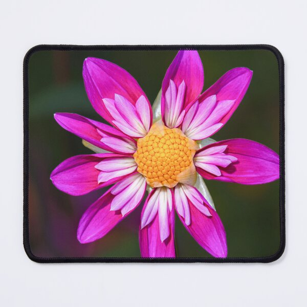 Item preview, Vibrant Magenta Pink Dahlia Close Up Macro designed and sold by rilukama.