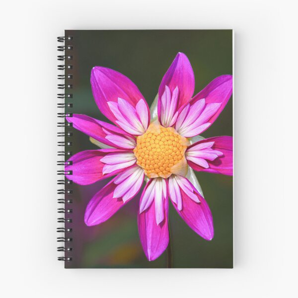 Item preview, Vibrant Magenta Pink Dahlia Close Up Macro designed and sold by rilukama.