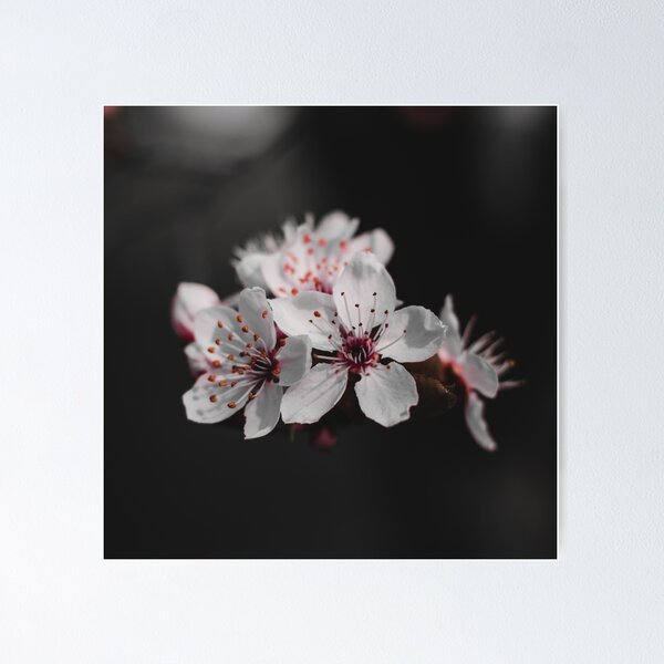 Item preview, Delicate White Cherry Blossom Close Up Macro designed and sold by rilukama.