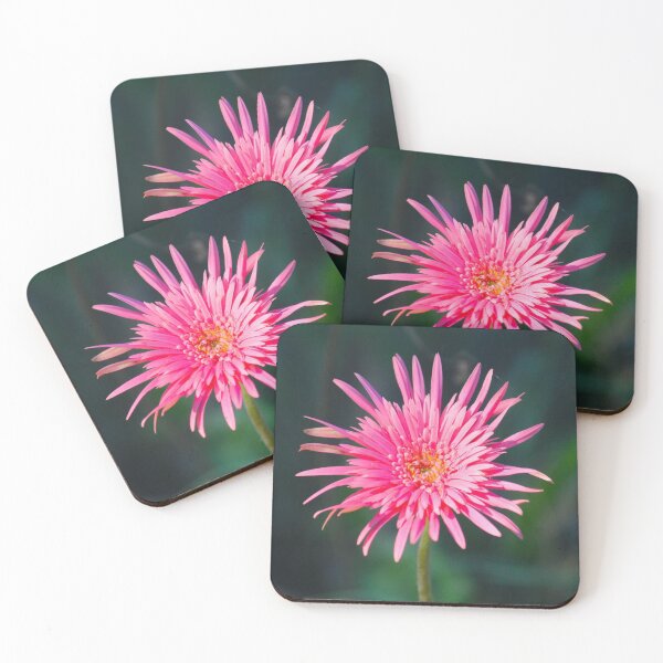 Item preview, Pink Spider Gerbera Daisy Bloom Photography designed and sold by rilukama.