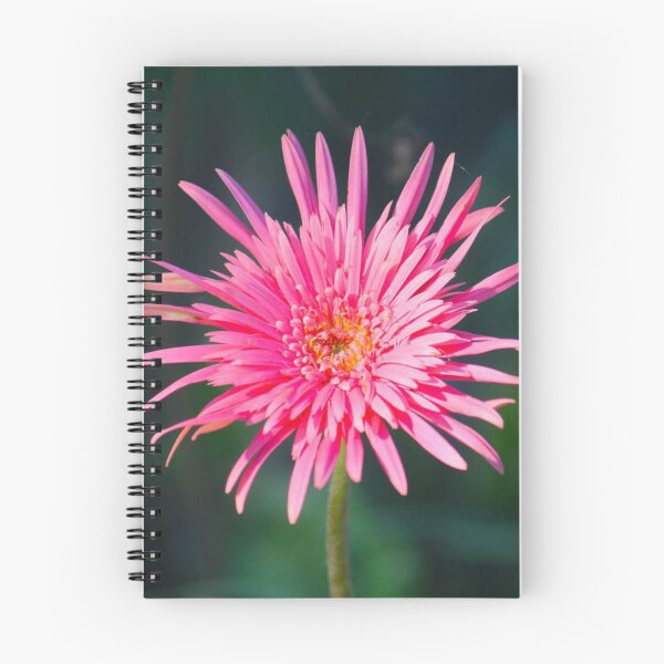 Item preview, Pink Spider Gerbera Daisy Bloom Photography designed and sold by rilukama.