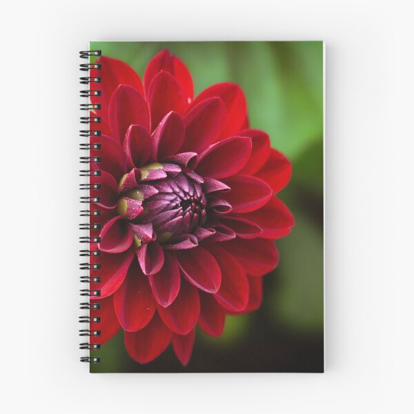 Item preview, Deep Red Burgundy Dahlia Flower Macro designed and sold by rilukama.
