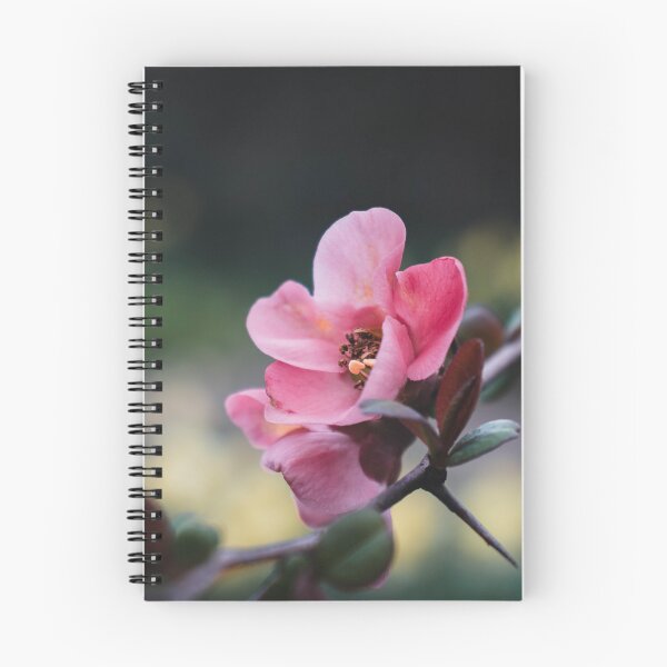 Item preview, Soft Pink Flowering Quince Blossom Close Up designed and sold by rilukama.