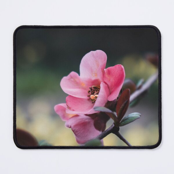 Item preview, Soft Pink Flowering Quince Blossom Close Up designed and sold by rilukama.