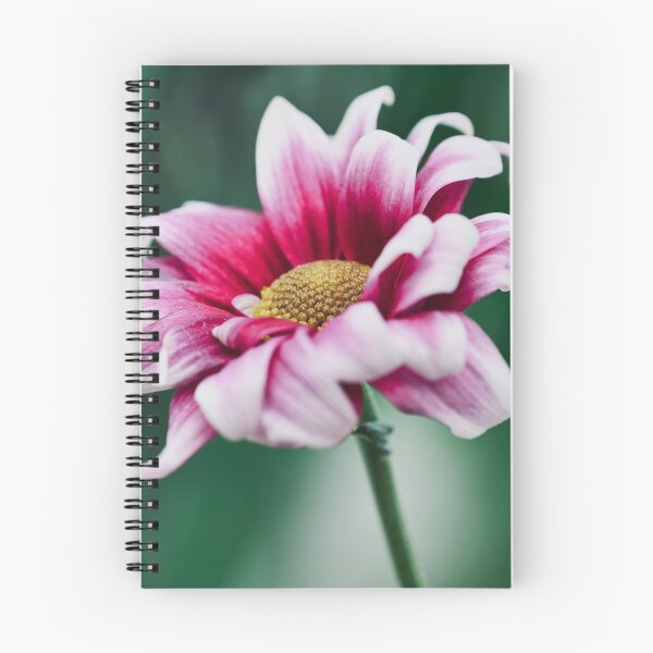 Item preview, Pink and White Two Tone Chrysanthemum Macro designed and sold by rilukama.