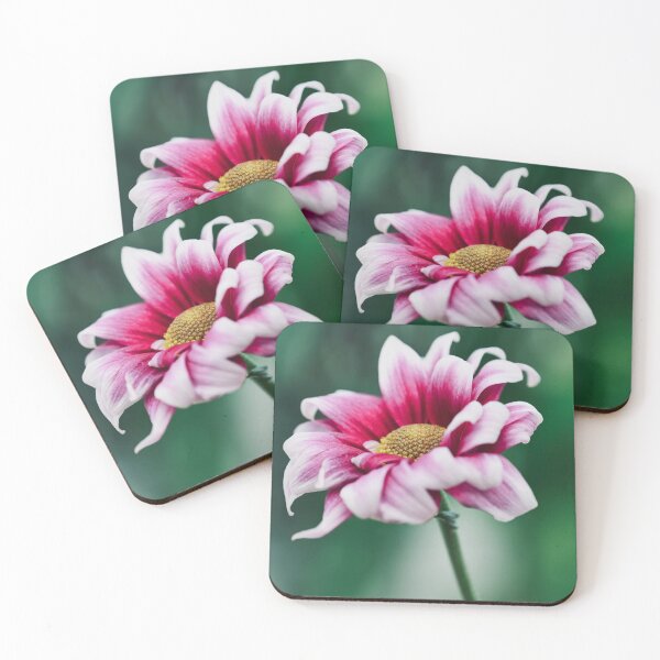 Item preview, Pink and White Two Tone Chrysanthemum Macro designed and sold by rilukama.