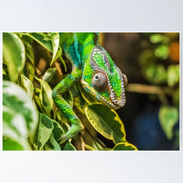 Aperçu de l'œuvre Green Chameleon créée et vendue par Niliaa.
