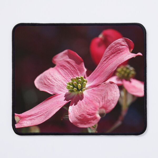 Item preview, Dogwood Flowering Pink designed and sold by Joy Watson - Natural Light Photography .