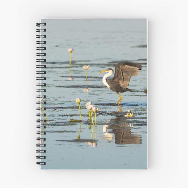 Item preview, A pied heron in the Kimberley, Australia designed and sold by Gilmore Photography.