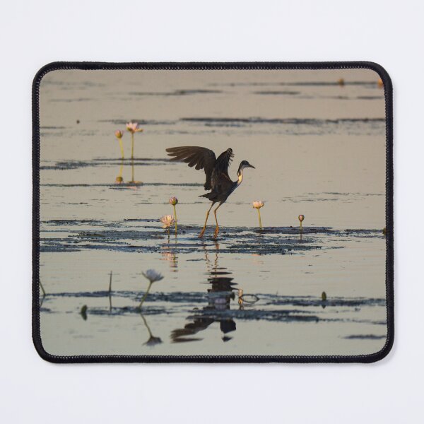 Item preview, A pied heron in the Kimberley, Australia designed and sold by Gilmore Photography.