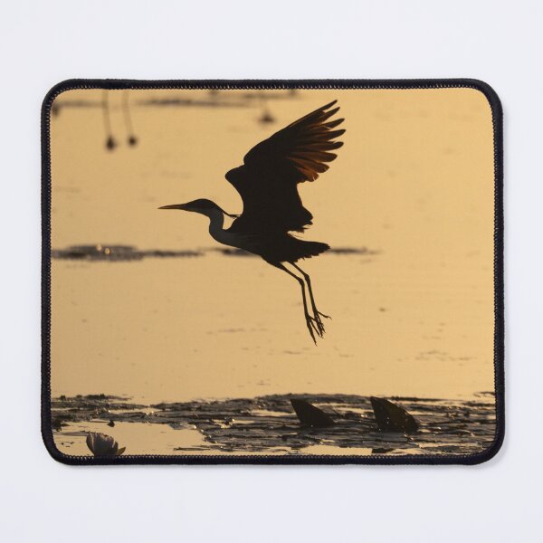 Item preview, A pied heron in the Kimberley, Australia designed and sold by Gilmore Photography.