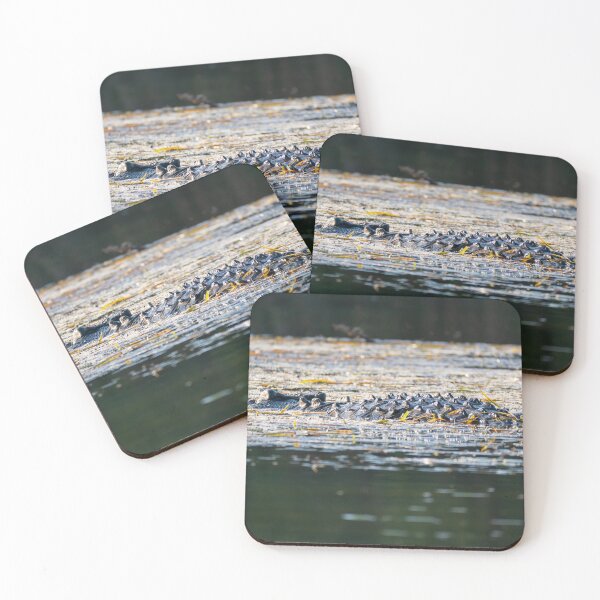 Item preview, A saltwater crocodile in the Kimberley, Australia designed and sold by Gilmore Photography.