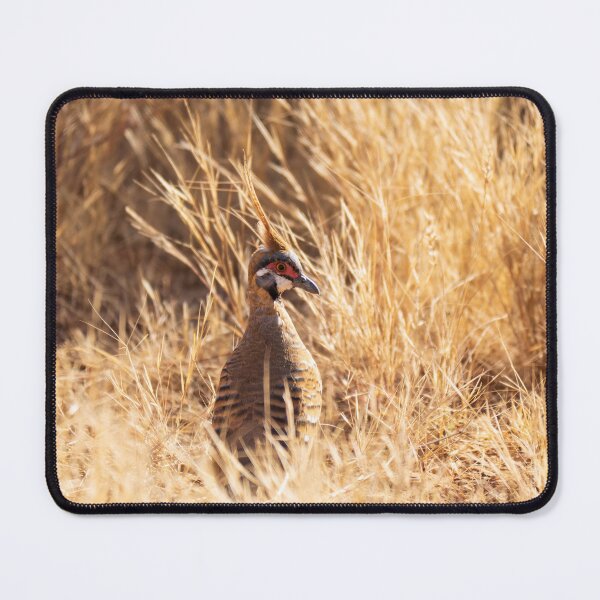 Item preview, A spinifex pigeon in Purnululu National Park designed and sold by Gilmore Photography.