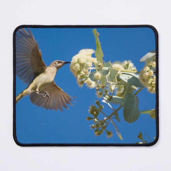 Item preview, A brown honeyeater in Purnululu National Park designed and sold by Gilmore Photography.