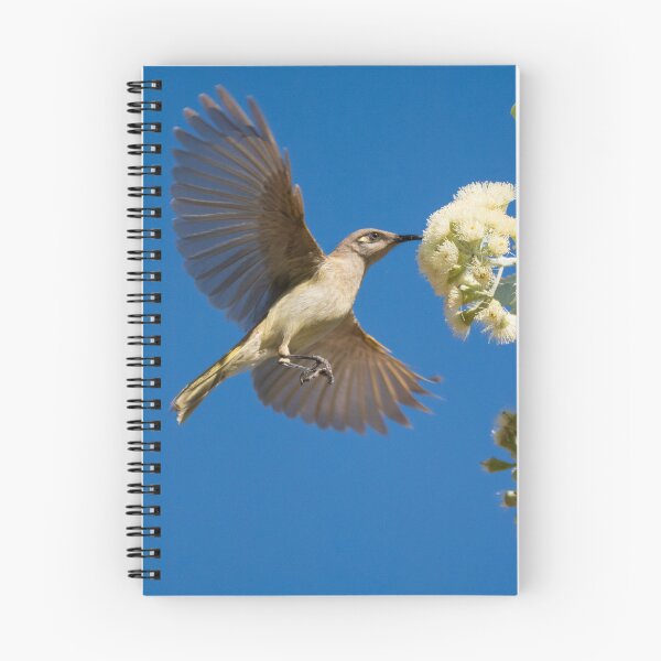 Item preview, A brown honeyeater in Purnululu National Park designed and sold by Gilmore Photography.