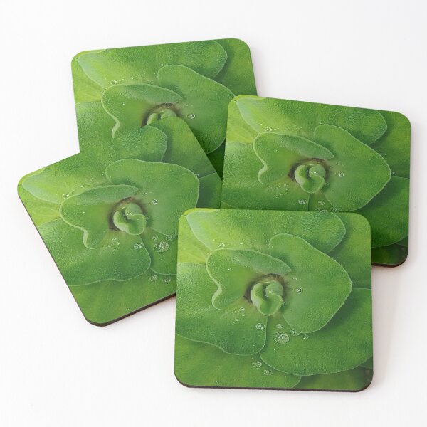 Item preview, Water Lettuce Macro - Fresh Green Leaves with Water Droplets designed and sold by cozypaperstudio.