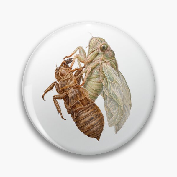 Item preview, The Empty Shell, Cicada Molt Illustration designed and sold by wildlifethings.