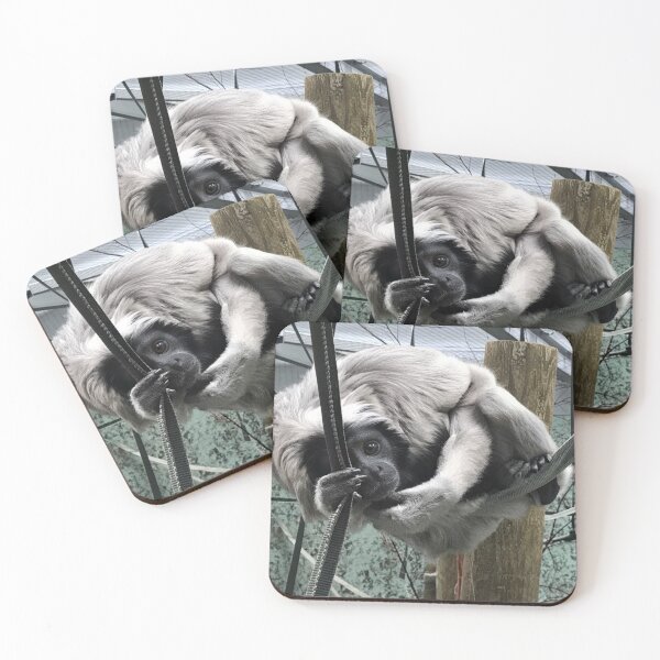 Item preview, The Suspended Acrobat, A Unique View of a Pileated Gibbon designed and sold by Astute-Artio-Photography.
