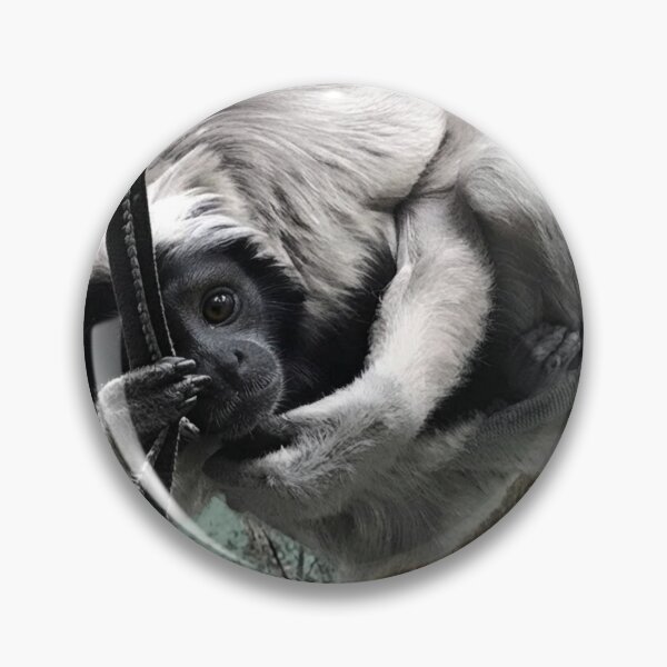 Item preview, The Suspended Acrobat, A Unique View of a Pileated Gibbon designed and sold by Astute-Artio-Photography.