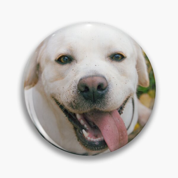 Artikelvorschau, Fröhliches Herbstporträt eines weißen Labrador Retrievers entworfen und verkauft von VanGaldo.