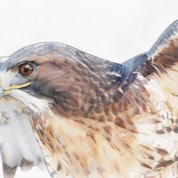 Artwork thumbnail, Red-Tailed Resolve by RdeB