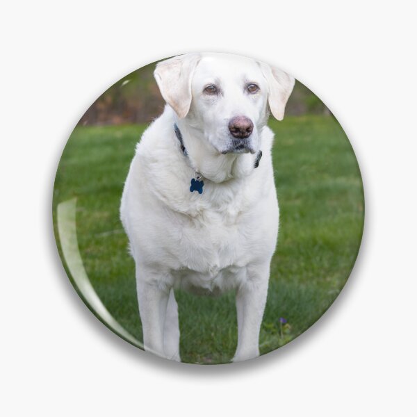 Artikelvorschau, Porträt eines stehenden weißen Labrador Retrievers entworfen und verkauft von VanGaldo.