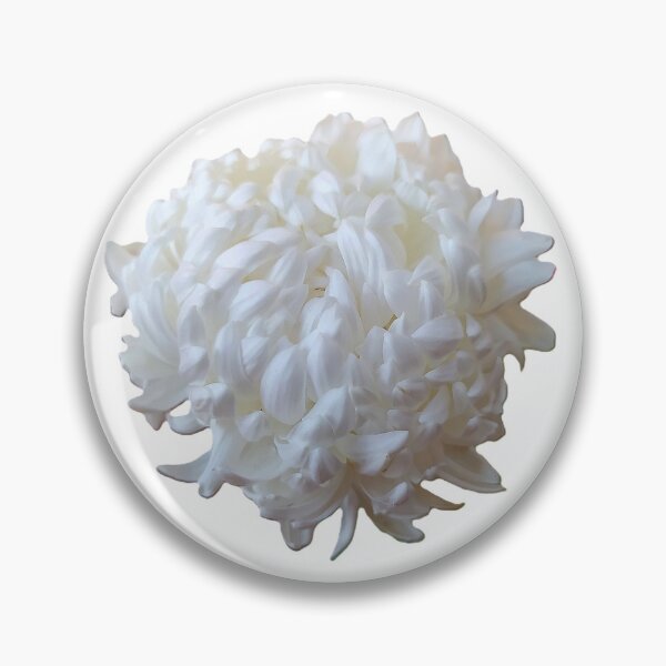Item preview, White large Chrysanthemum flower on a white background, close-up. designed and sold by ollgast5.