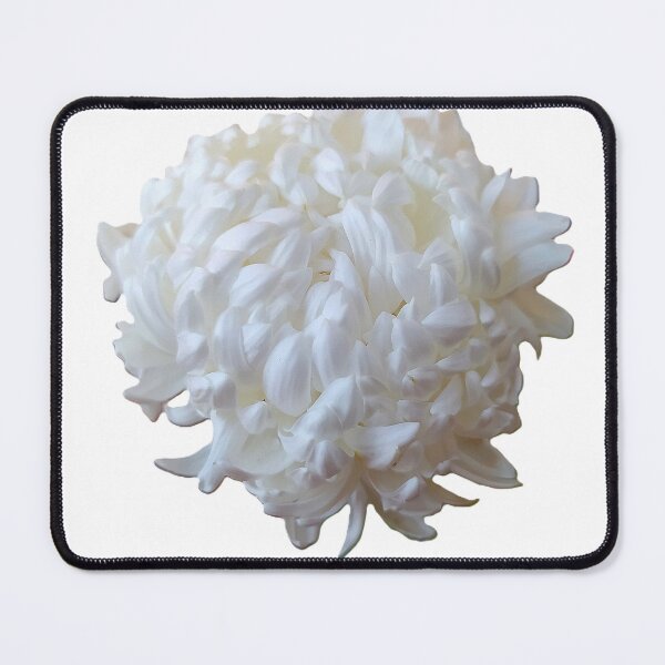 Item preview, White large Chrysanthemum flower on a white background, close-up. designed and sold by ollgast5.