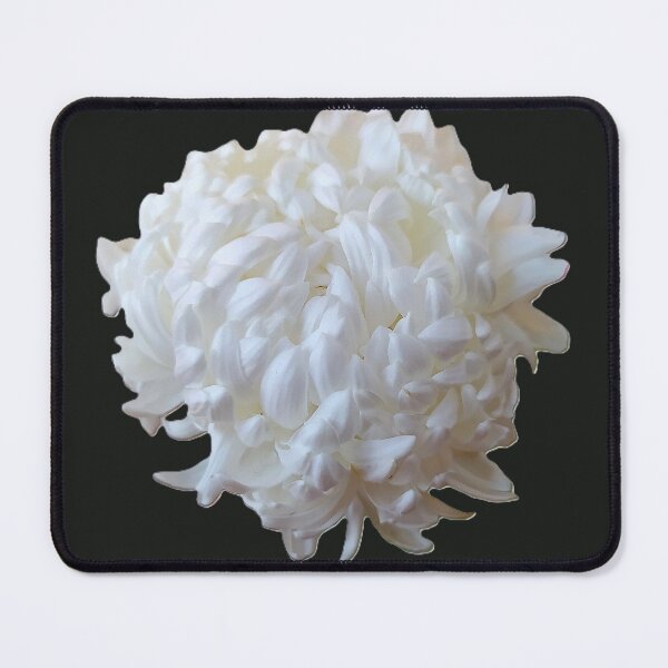 Item preview, White large Chrysanthemum flower on a black background, close-up designed and sold by ollgast5.