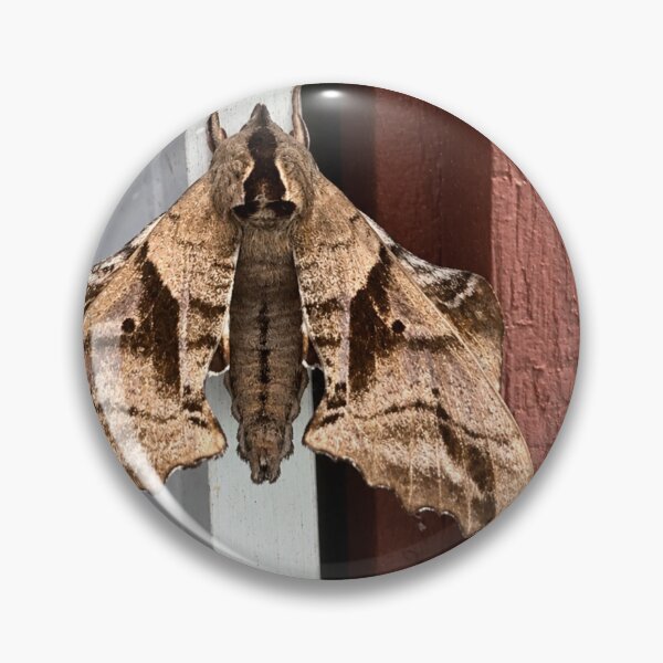 Item preview, The Master of Camouflage.  Sphinx Moth on Rustic Wood designed and sold by Astute-Artio-Photography.