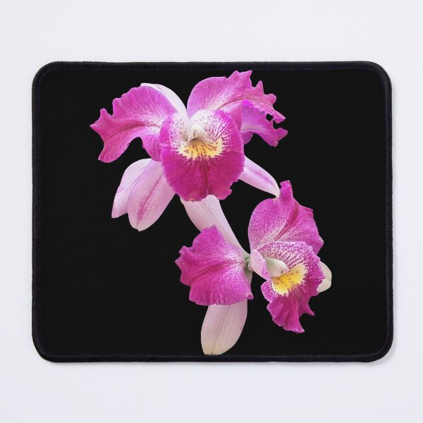 Item preview, Magenta Pink Cattleya Laelia Purpurata Orchid on Black Shapes Mania designed and sold by Shapes-Mania.