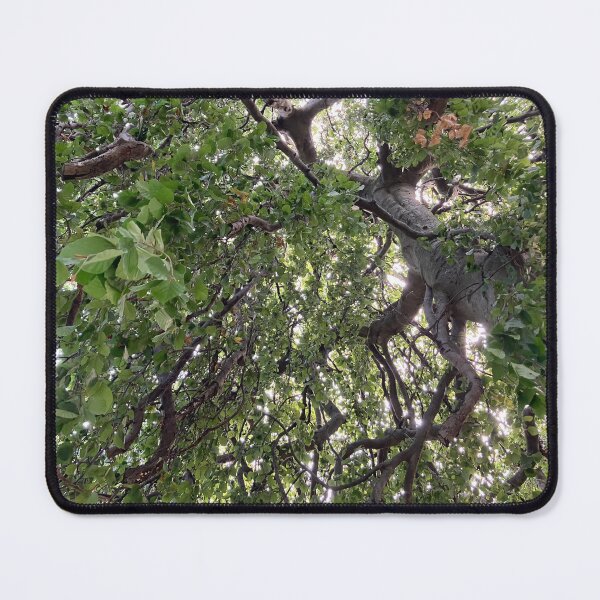 Item preview, Weeping Copper Birch  designed and sold by Amanda1775.