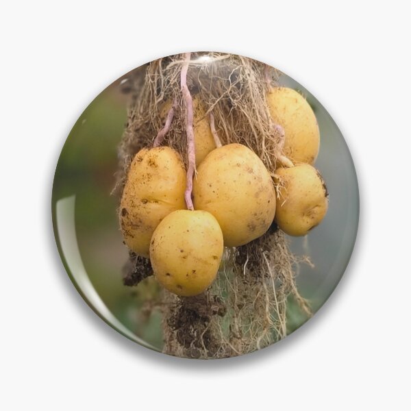 Aperçu de l'œuvre Pommes de terre nouvelles fraîchement récoltées du jardin créée et vendue par BrizzlePix.