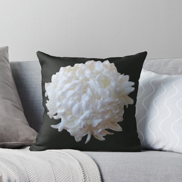 Item preview, White large Chrysanthemum flower on a black background, close-up designed and sold by ollgast5.