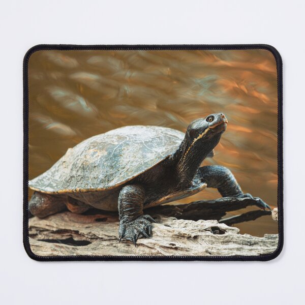 Item preview, Eastern Short-necked Turtle designed and sold by robdanimalphotography.