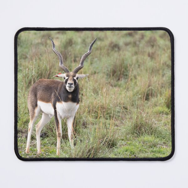 Item preview, A blackbuck in the savannah designed and sold by Gilmore Photography.