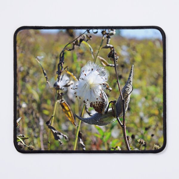 Item preview, Open Milkweed Pod in Early Fall designed and sold by Martha Sherman.